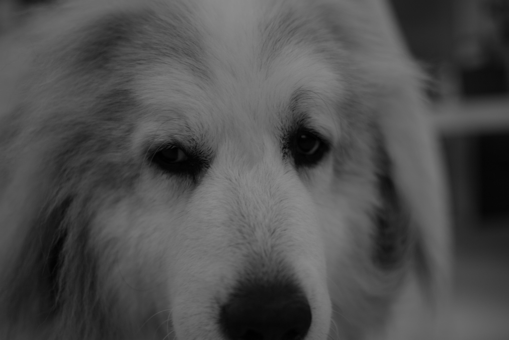 今日もおとなしいココさん