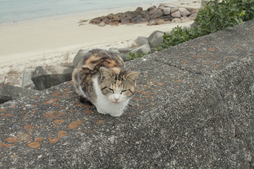 ガジャがじゃの子