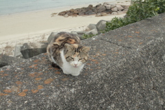 ガジャがじゃの子