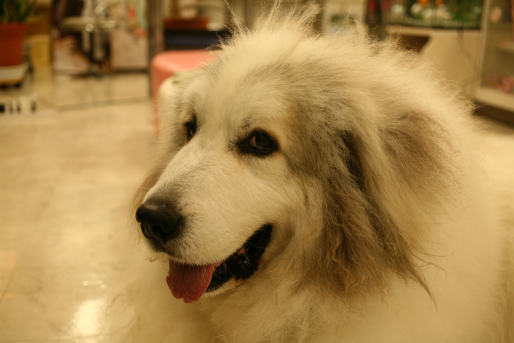 昨日は愛想良かったココ様