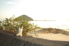 トム君