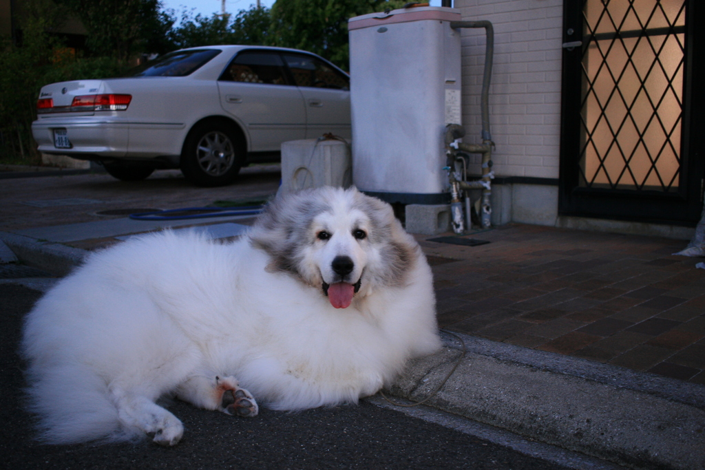 久しぶりに表で番犬してるココさん