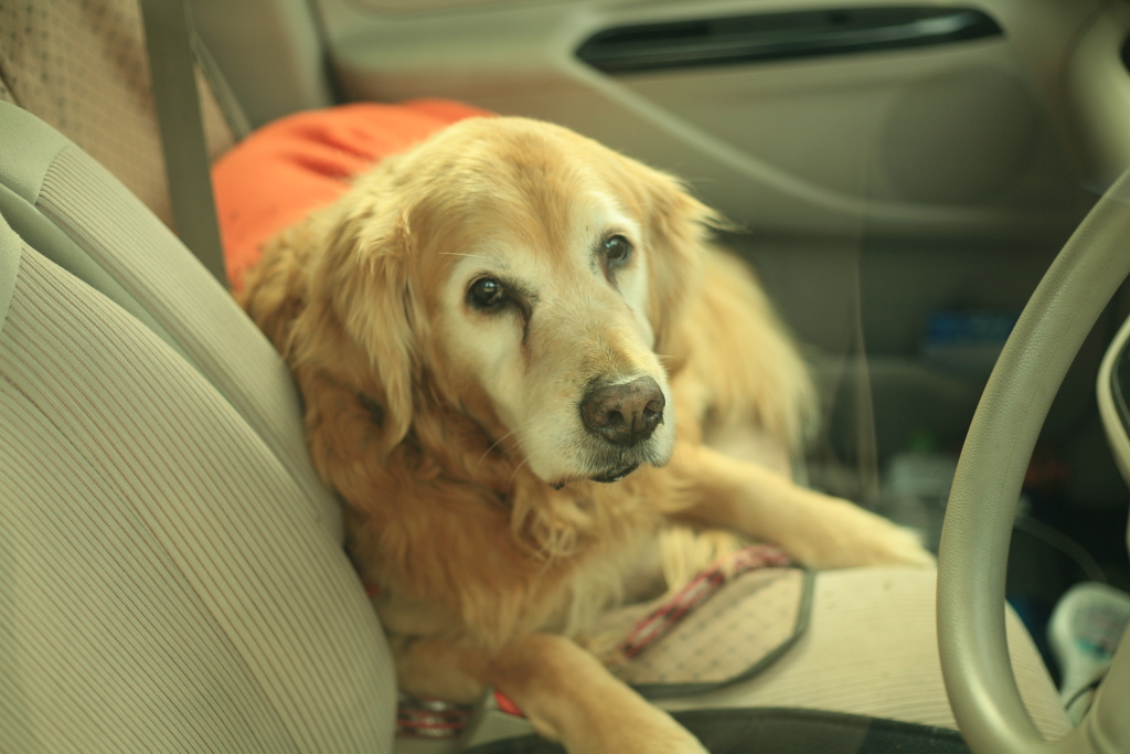 スーパーでお留守番してるみゅうちゃん