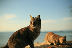 猫と海