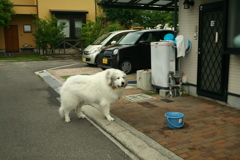 番犬してるココさん