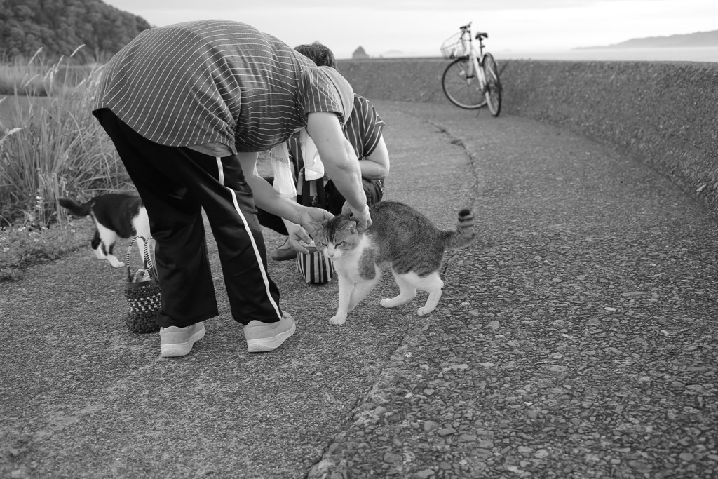 おばちゃんに首輪をつけてもらうトム君