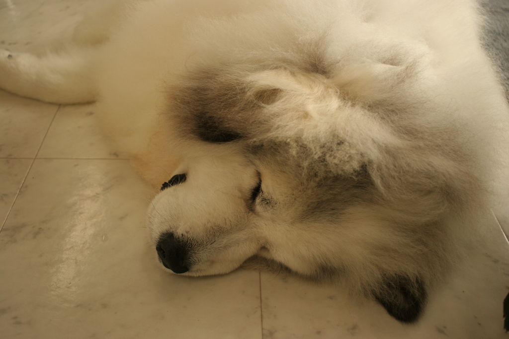 昨日のココちゃん