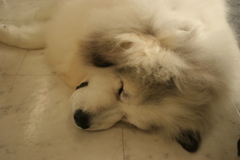 昨日のココちゃん