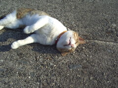 朝＠2020‐07‐18