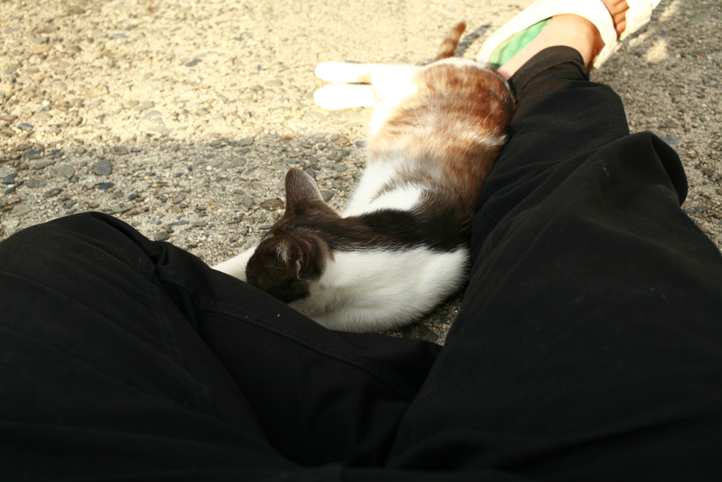 ねこと女は呼んでも来ない