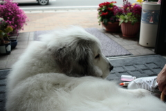 薬剤師のお姉さんに薬塗ってもらってひと段落のココちゃん