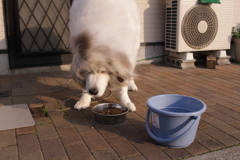 ご飯おいしいよう