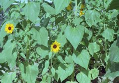 Lomography Color Negative 100 いい感じ