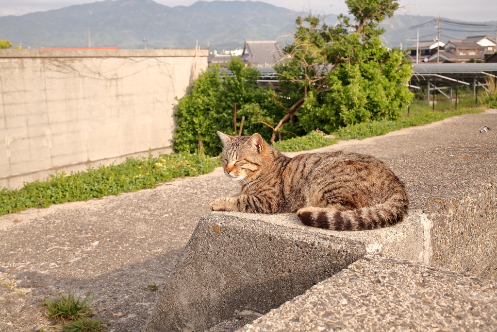 あったかいですにゃ