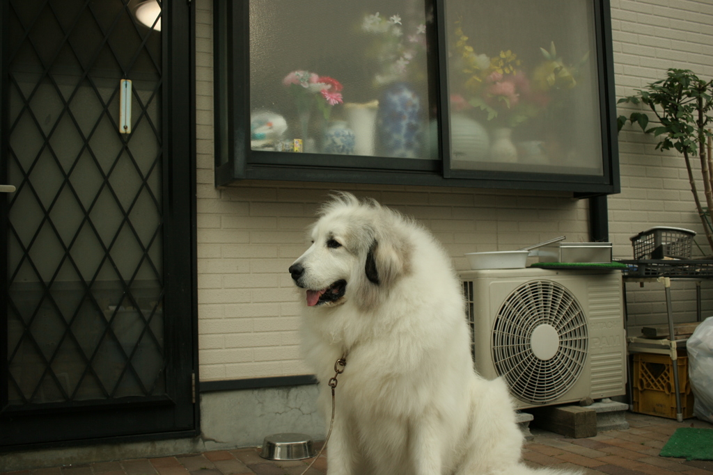 ひとしごとおえてりらっくすのここちゃん