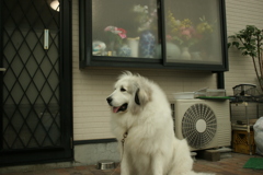 ひとしごとおえてりらっくすのここちゃん