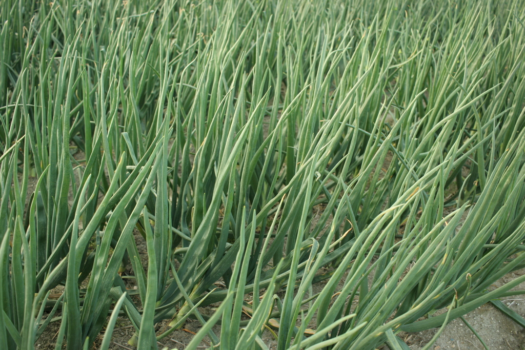 いつも通りの朝