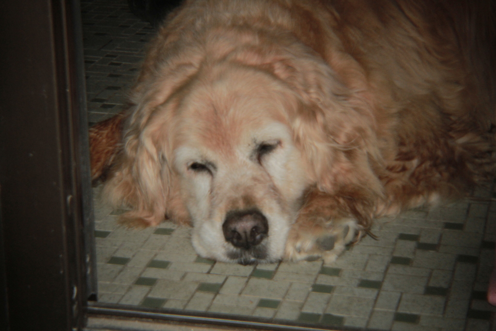 Eos7D＋Holga toy lens