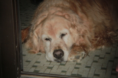 Eos7D＋Holga toy lens