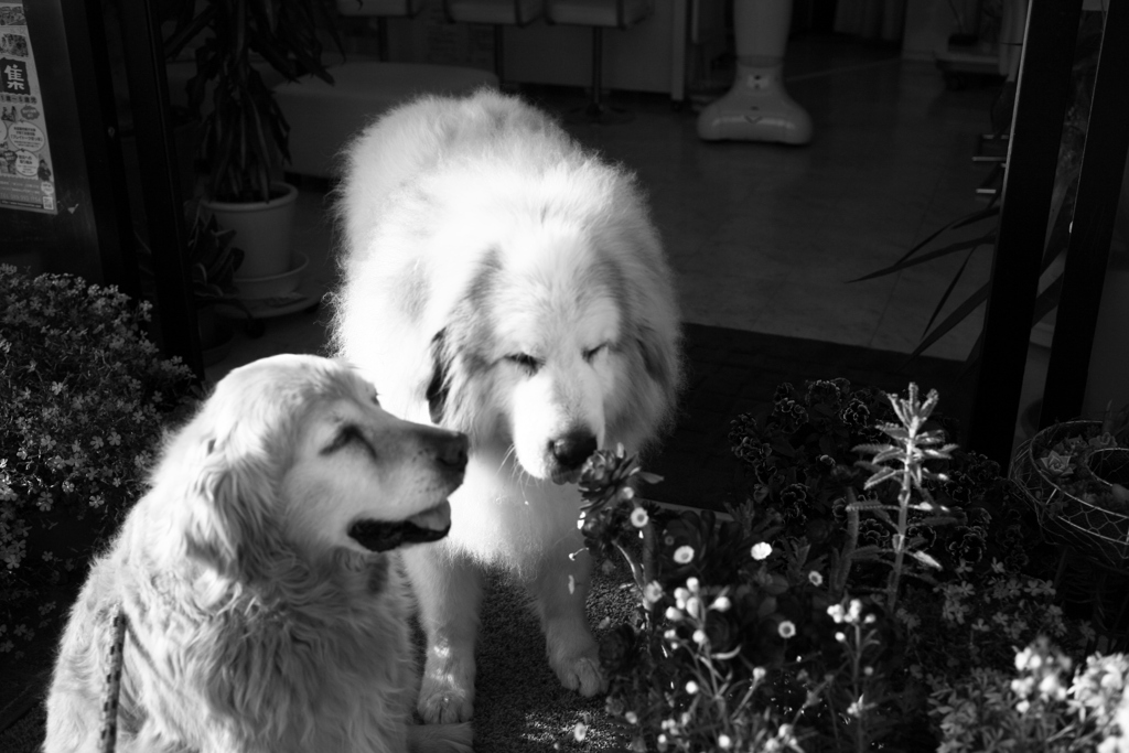 みゅうちゃんとココさんの所へ行く