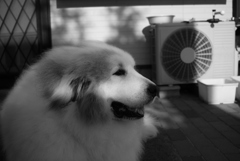 土曜日のココちゃん