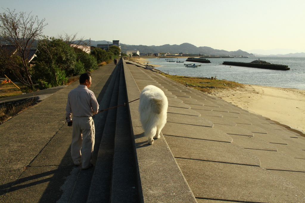 お父さんと散歩してるココちゃま