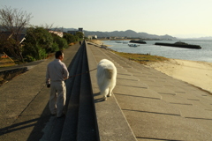 お父さんと散歩してるココちゃま