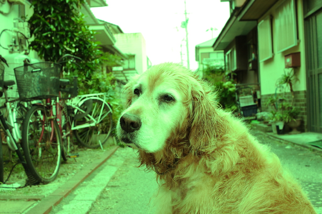 変な色のみゅうちゃん