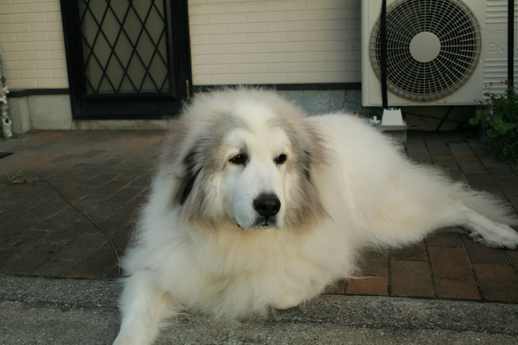 寒いのへっちゃらなココ様