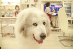 雨の日もお店番してるココ様