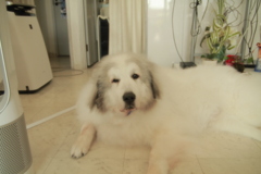 お店番してるココさん