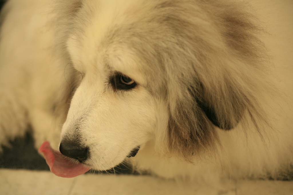 お店番してるココさん