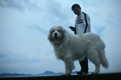 お父さんと散歩してるココさん