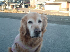 CCD機は写りが優しいな