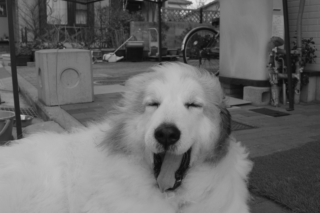 朝のココちゃん　１