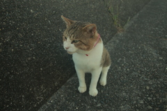 トム君