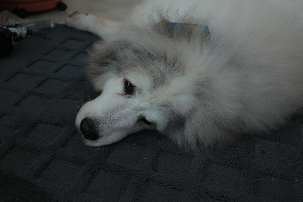 門番してるココさん