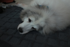 門番してるココさん