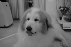 モノクロ＠2020‐06‐03