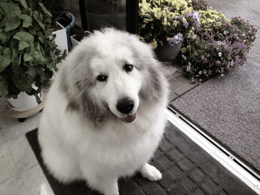 小雨の日も元気なココさん