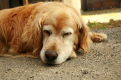 お宿番してるみゅうちゃん