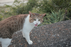 何かを訴えるトム君