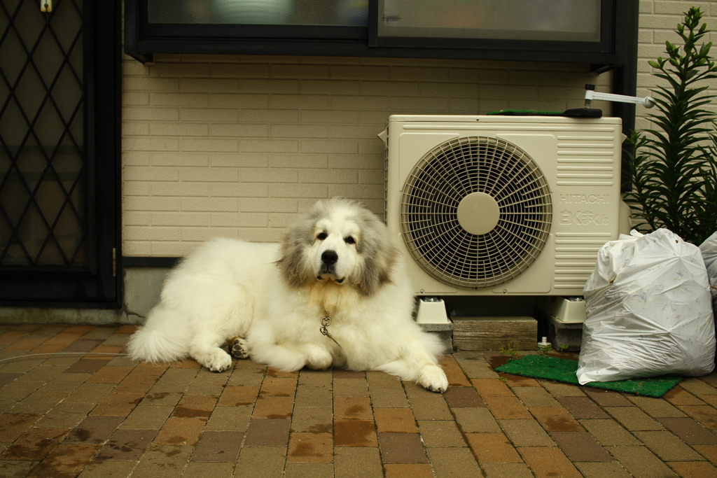 まったりしてるココちゃん