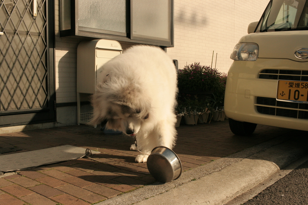 もっとご飯が欲しいココさん