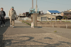 お父さんお母さんと散歩してるアビィちゃん