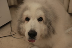 お店番してるココさん