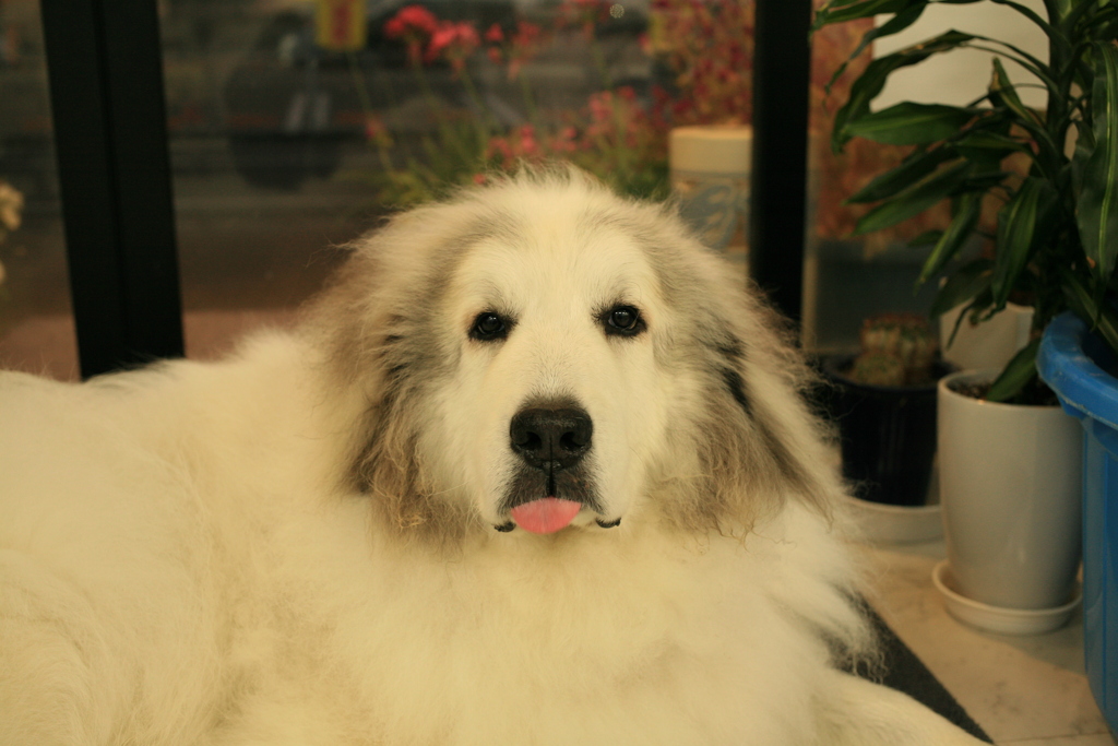 お店番してるココ様