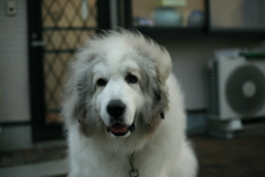 番犬してるココさん