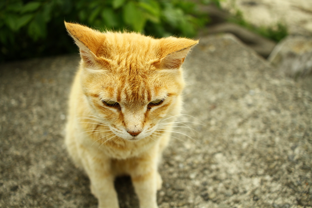 首のできものが気になるトラちゃん