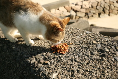 うまいうまいするトム君